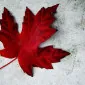 چیکین‌کَنِدا (با تلفظ دقیق انگلیسیِ *chicken* به صورت چیکِن و *Canada* به صورت کَنِدا)